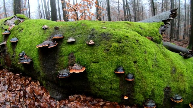 Verrottender Baumstamm im Naturpark Spessart, Zersetzung, Verg&auml;nglichkeit, Urwald, Laubwald, 4K