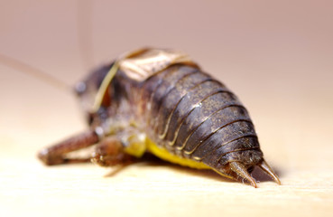 Adult male dark bush cricket