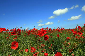 Obraz premium Mohnfeld