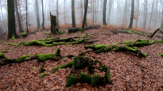 Verrottender Baumstamm im Naturpark Spessart, Zersetzung, Verg&auml;nglichkeit, Urwald, Laubwald, 4K