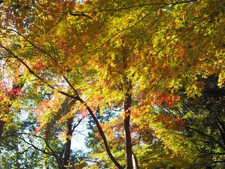 日本の紅葉