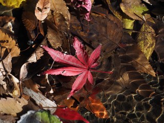 赤く染まるもみじ