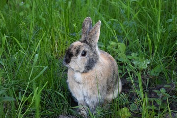 Zwergkaninchen