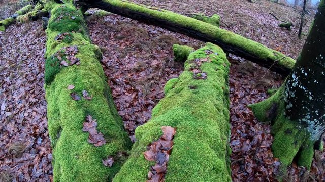 Verrottender Baumstamm im Naturpark Spessart, Zersetzung, Verg&auml;nglichkeit, Urwald, Laubwald, 4K