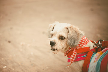 White short hair Shih tzu dog with cutely clothes on the beach for vacation and summer beach concept, added colour filter and vintage style