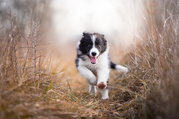 Running border collie puppy in winter time
