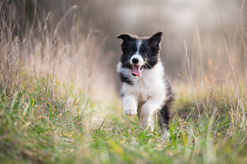 Running border collie puppy in winter time - obrazy, fototapety, plakaty