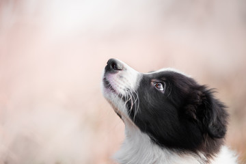 Head of border collie in field