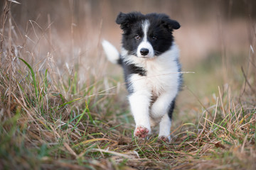 Running border collie puppy in winter time - obrazy, fototapety, plakaty