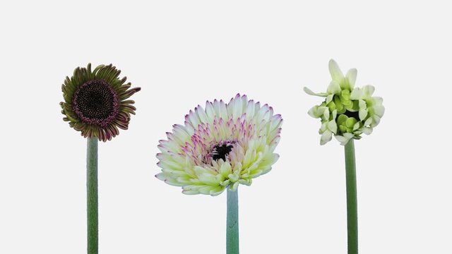 Time-lapse of growing and opening pink, white and white gerbera flowers 1a4w in 4K PNG+ format with ALPHA transparency channel isolated on white background