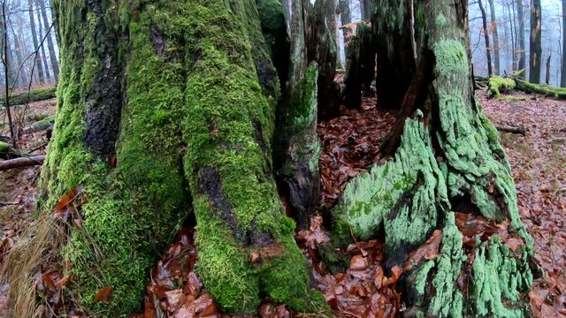 Verrottender Baumstamm im Naturpark Spessart, Zersetzung, Verg&auml;nglichkeit, Urwald, Laubwald, 4K