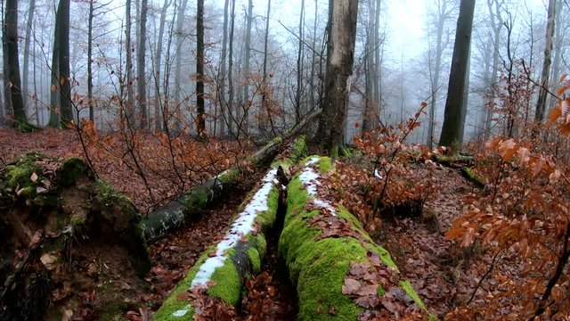 Verrottender Baumstamm im Naturpark Spessart, Zersetzung, Verg&auml;nglichkeit, Urwald, Laubwald, 4K