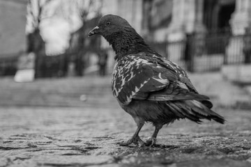 bird on the ground