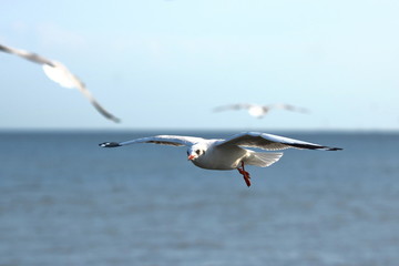 White seagull flying in the blue sky ( Science name is Charadriiformes Laridae ). Selective focus and shallow depth of field.