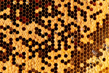Beautiful Bees on honeycomb. Close-up of bees on honeycomb in apiary in the summer.