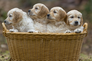 Four Golden Retriever puppies in a basket and looking to the right, outdoors