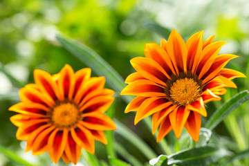 gazania flower or african daisy in a garden