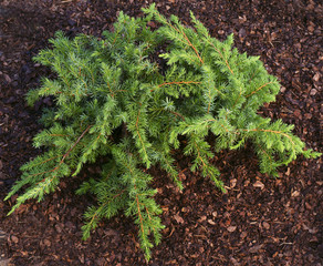 Juniperus conferta Schlager 