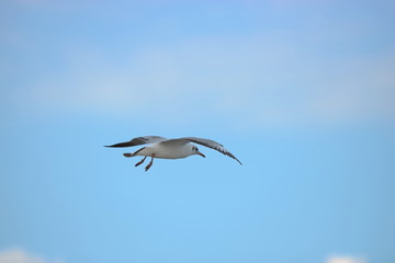Seagull flying in the sky ( Science name is Charadriiformes Laridae ). Selective focus and shallow depth of field.