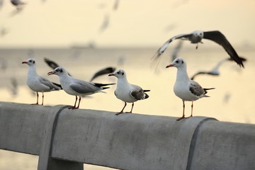 Flock of seagulls standing on stone fence during sunset ( Science name is Charadriiformes Laridae ). Selective focus and shallow depth of field.