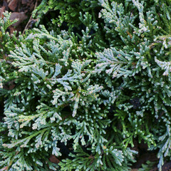 Juniperus horizontalis ICEE BLUE