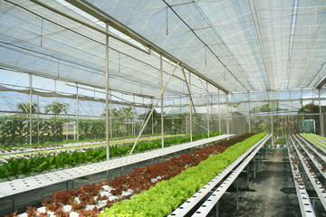Hydroponics Vegetables in Greenhouse