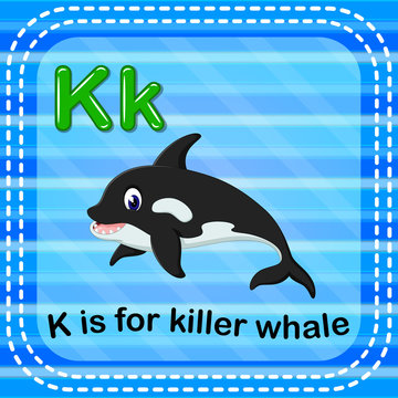 Flashcard letter K is for killerwhale