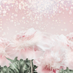 Pastel pink peonies floral background with bokeh. Layout or greeting card for Mothers day, wedding...