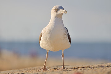 Seagull © Tomasz Warszewski