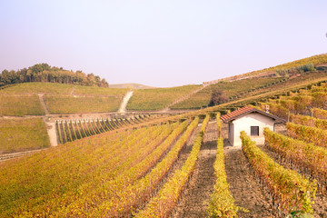 Fototapeta na wymiar Vineyards at Langhe region, Piedmont, Italy