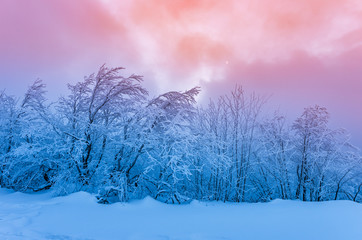 Winter mountain forest in snow, colorful sunset