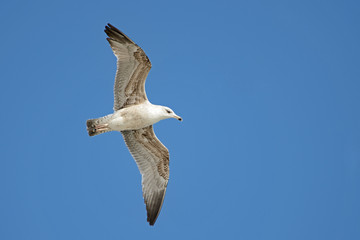 Seagull © Tomasz Warszewski