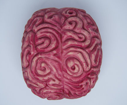 cervello umano