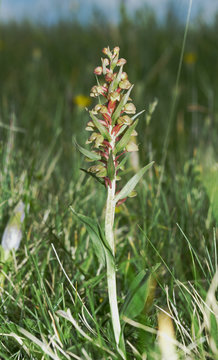 Coeloglossum viride commonly known as frog orchid