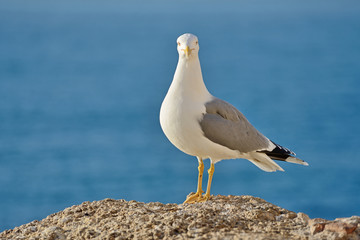 Seagull © Tomasz Warszewski