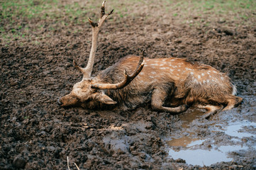 Deer resting and sleeping in mud. Expressive portrait of dead wild animal lying in dirt and puddle....