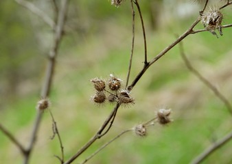The flower in tree
