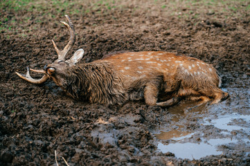 Deer resting and sleeping in mud. Expressive portrait of dead wild animal lying in dirt and puddle....