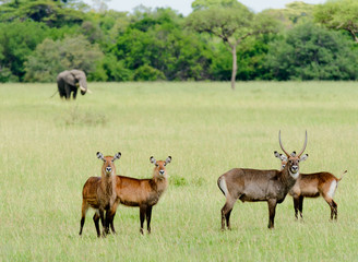 Obraz premium Closeup of Waterbuck with an elephant in the distance in the Serengeti National park, Tanzania