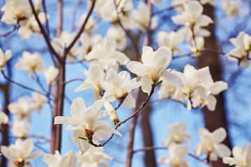 Obraz premium White magnolia flower
