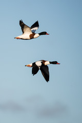 Shelduck, Common Shelduck, Tadorna tadorna