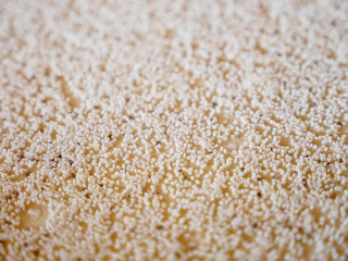 Close-up macro detail of a tray with silkworm (Bombyx mori) eggs spread out during the incubation and hatching process. Nakhon Ratchasima, Thailand. Travel and silk textile industry concept.