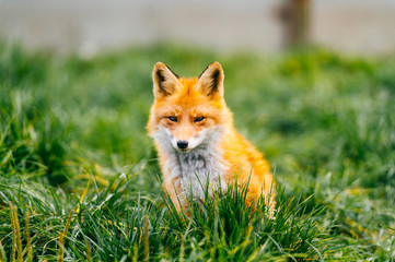 Naklejka na ściany i meble Portrait of young little red fox sitting on green grass at wild nature outdoor. Furry puppy animal life. Predator in countryside. Fauna lifestyle. Muzzle of lovely beautiful creature. Tender and kind.
