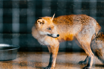 Young red european fox baby in captivity in zoo. Mammal puppy looking different ways behind lattice. Cute and lovely scared animal with sly, smart narrow eyes standing in cage in europe.