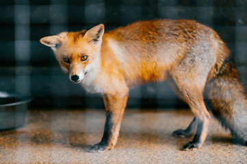 Young red european fox baby in captivity in zoo. Mammal puppy looking different ways behind lattice. Cute and lovely scared animal with sly, smart narrow eyes standing in cage in europe.