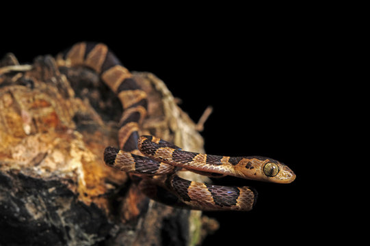 Riemennatter (Imantodes cenchoa) - blunthead tree snake