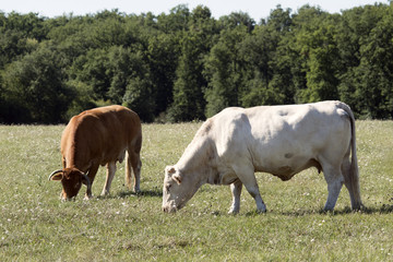 Limousine et Blonde d'Aquitaine