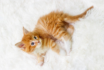 small red striped kitty Maine Coon looks