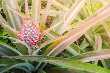 A baby red pineapple in garden