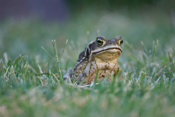 Big frog enjoying the nature after the rain